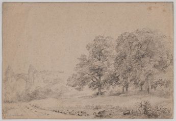 Eichengruppe im Mittelgebirge