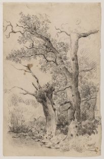 Zwei Bäume am Wasserrand