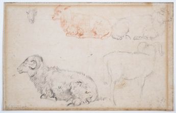 Studien von Schafen und Widdern