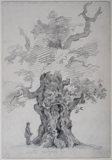 Eiche in Rayen am Niederrhein