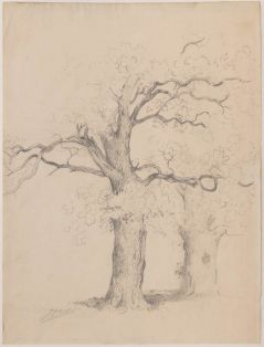 Studie eines Eichenstamms