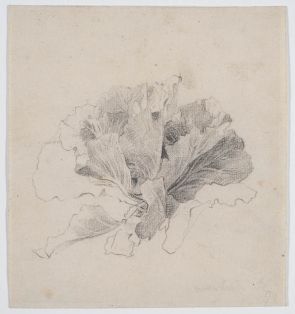 Studie eines Kohlkopfes