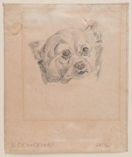 Vorderansicht eines Hundekopfes