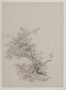 Verkrüppelter Baum am Zaun