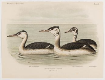 De Fuut. Podiceps cristatus (Linnaeus)