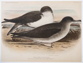 De Vale Noordsche Pijlstormvogel