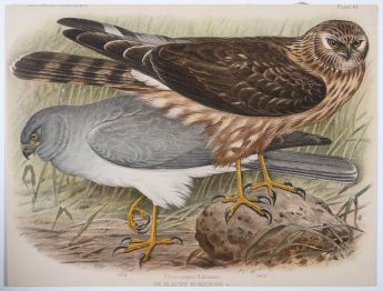 De Blauwe Kuikendief