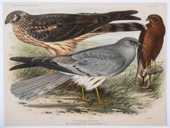 De Aschgrauwe Kuikendief