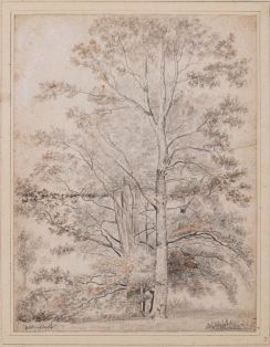 Baumstudie in Hilversum