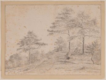 Eichenschlag bei Beek (Gelderland)