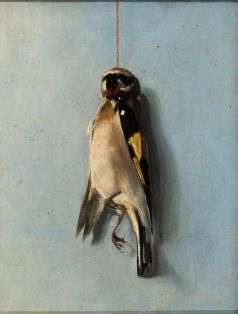 Hängender toter Stieglitz