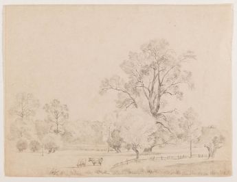 Weide mit Bäumen und zwei Kühen