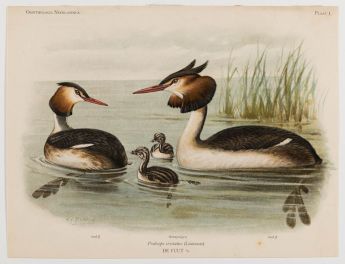 De Fuut. Podiceps cristatus (Linnaeus)