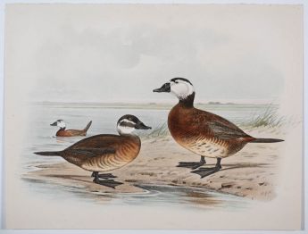 De Stekelstaarteend (de witkopeend)