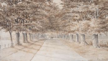 Blick in eine in die Tiefe führende Allee