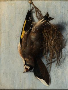 Hängender toter Vogel