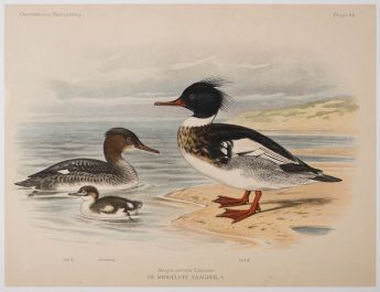 De Middelste Zaagbek